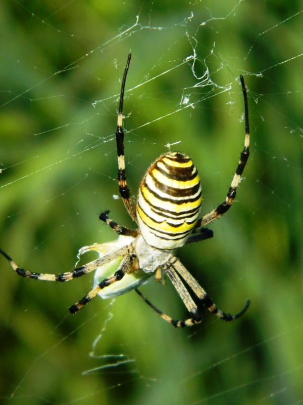 Argiope bruennichi